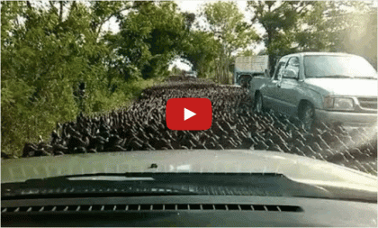 duck stampede